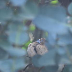 African silverbill, Euodice cantans