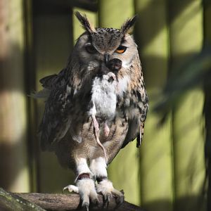 European eagle with prey, Bubo bubo bubo