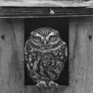 Little owl, Athene noctua
