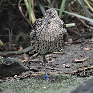 Eurasian curlew, Numenius arquata