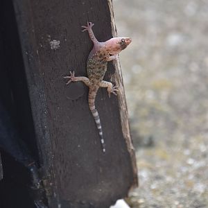 Wild (?) Mediterranean house gecko (?)