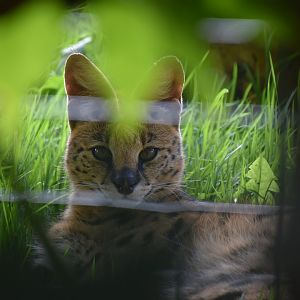 Serval, Leptailurus serval