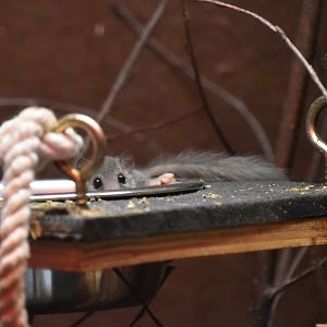 Peering Forest African dormouse, Graphiurus murinus