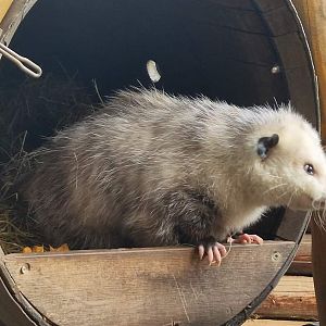 Virginia Opossum