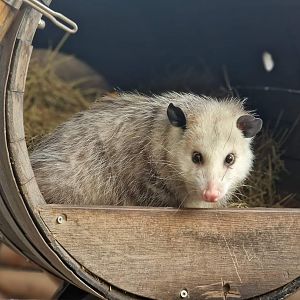 Virginia Opossum