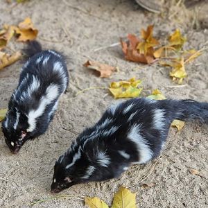 Eastern Spotted Skunk, two females