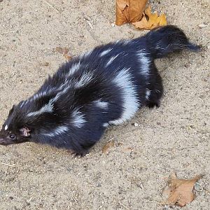 Eastern Spotted Skunk