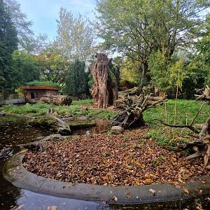 Asian Small-clawed Otter exhibit