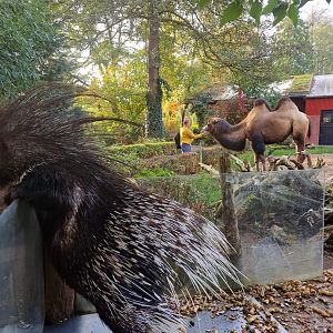 Bactrian Camel exhibit