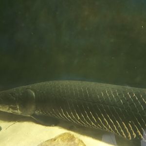 Pirarucu (arapaima gigas)