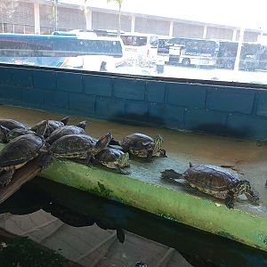 Pond slider/dorbignys slider