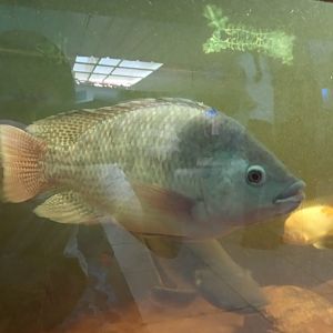 Nile tilapia