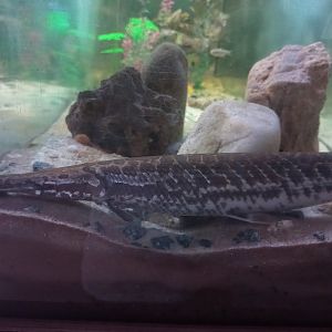 Alligator gar