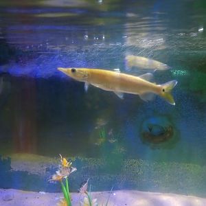 Silver gar ( ctenolucius hujeta )