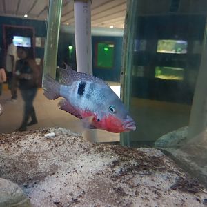 Firemouth cichlid