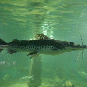 Barred sorubim ( pseudoplatystoma fasciatum)