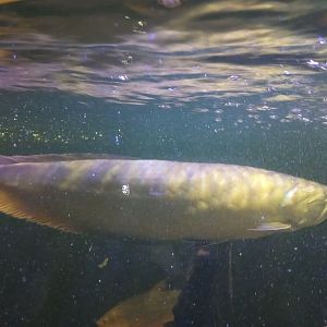 Silver arowana
