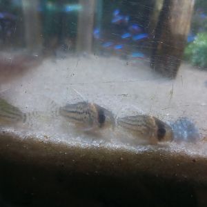 Gray corydoras