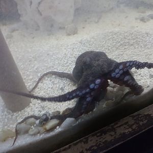 Common octopus
