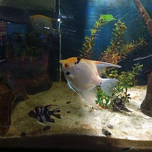 Angelfish ( pterophyllum scalare )