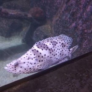 Humpback grouper