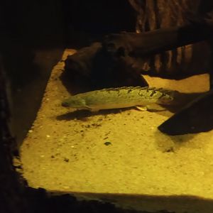 Senegal bichir
