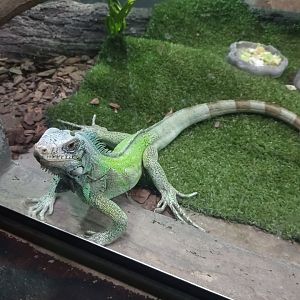Green iguana