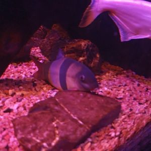 Clown loach