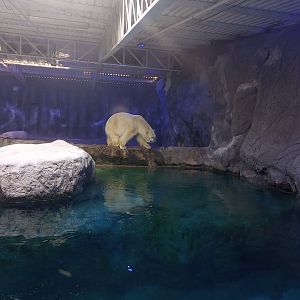 Polar bear