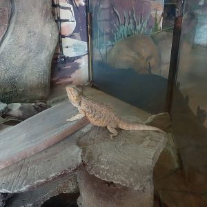 Central bearded dragon