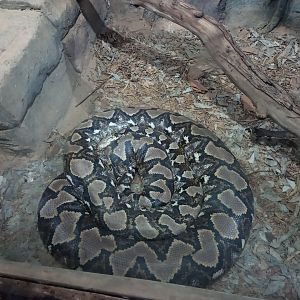 Reticulated python