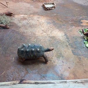 Red footed tortoise