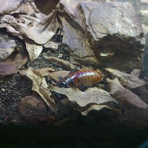 Madagascar hissing cockroach