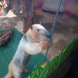Southern tamandua