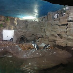 Magellanic penguins