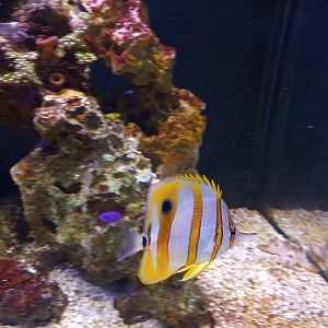 Copperband butterflyfish