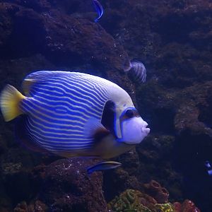 Emperor angelfish