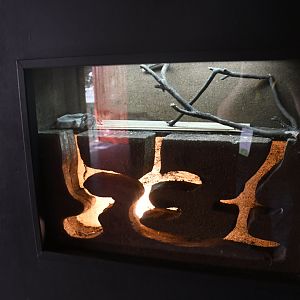 Tarantula Tank (Reptile House)