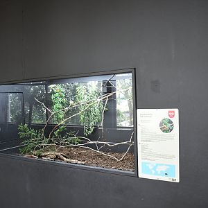 Gouldian Finches exhibit (Reptile House)