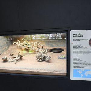 Bearded Dragon tank (Reptile House)