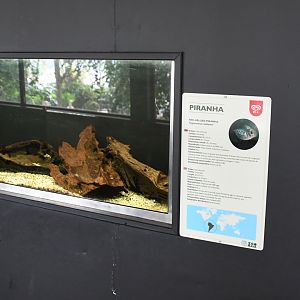 Piranhas tank (Reptile House)