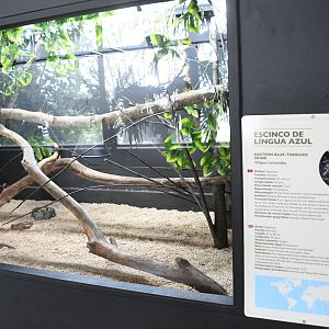 Blue-tongue Skink tank (Reptile House)