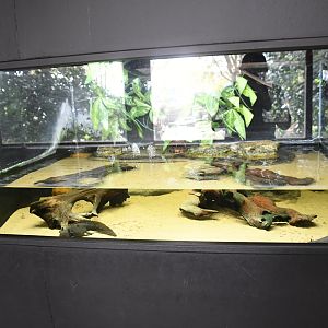 Axolotl tank (Reptile House)