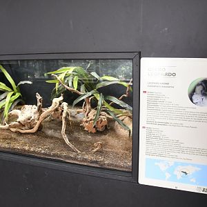 Leopard Gecko tank (Reptile House)