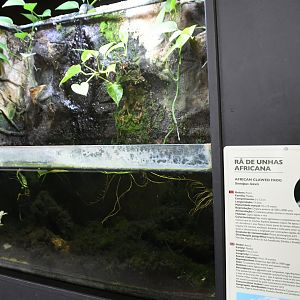 African Clawed Frogs tank (Reptile House)