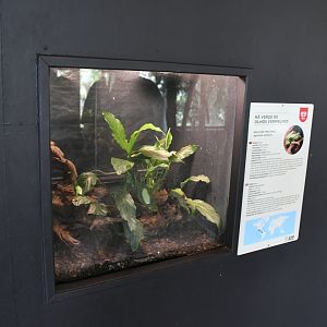 Red-eyed Tree Frogs tank (Reptile House)