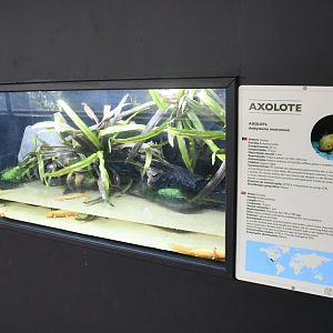 Axolotl tank (Reptile House)