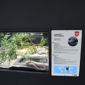 Sheltopusik tank (Reptile House)