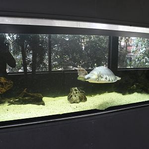 Fly River Turtle tank (Reptile House)