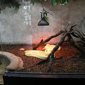 Burmese Pythons tank (Reptile House)